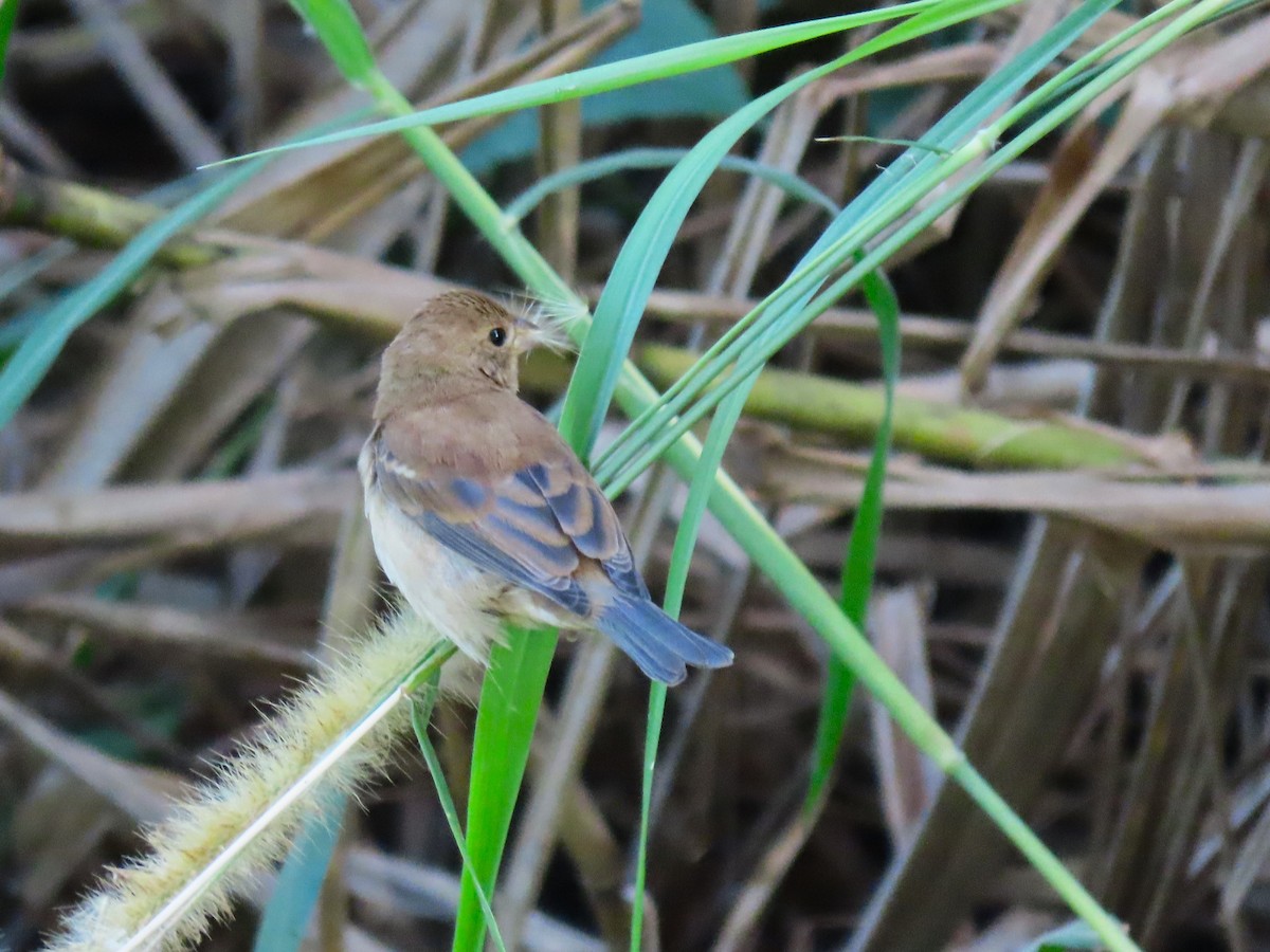 Indigo Bunting - ML628925710