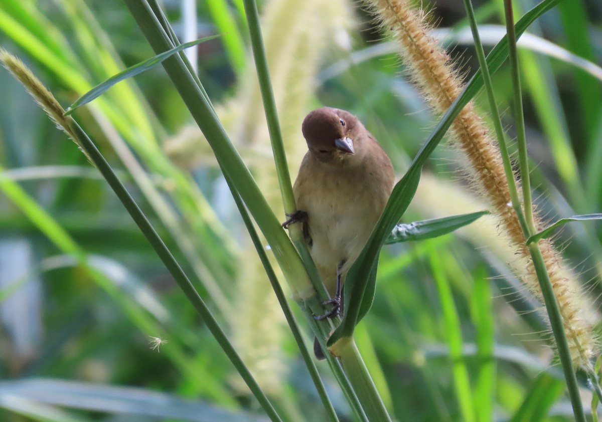 Indigo Bunting - ML628925711