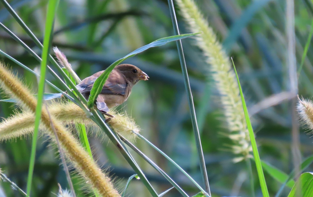 Indigo Bunting - ML628925713