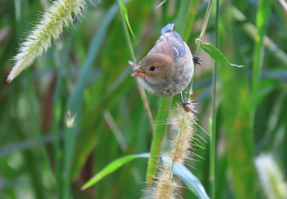 Indigo Bunting - ML628925714