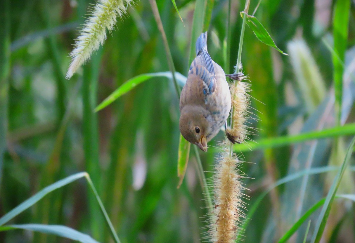 Indigo Bunting - ML628925715