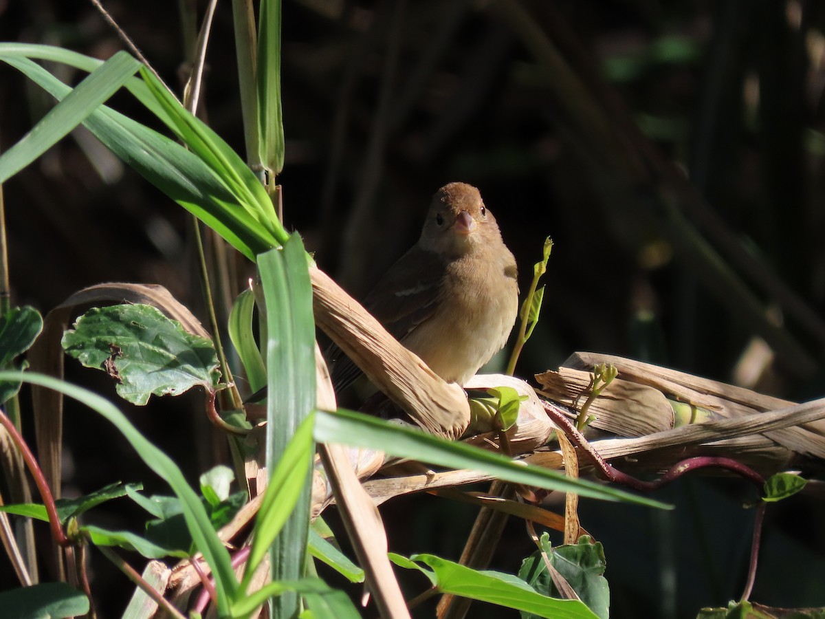 Indigo Bunting - ML628925716