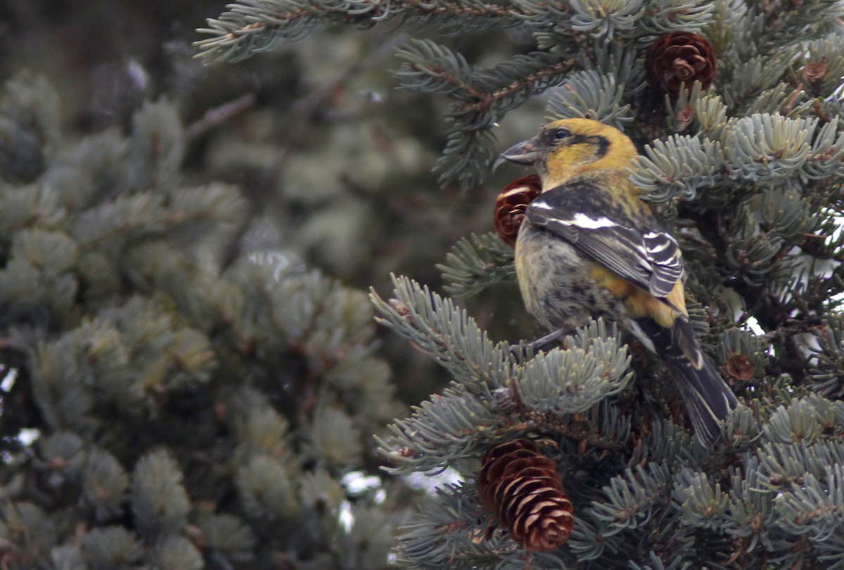 Тольт солбин хошуут - ML628925748