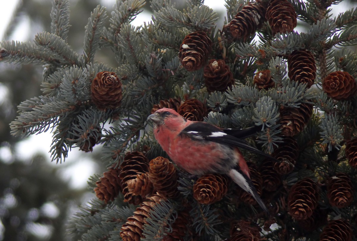 Тольт солбин хошуут - ML628925750
