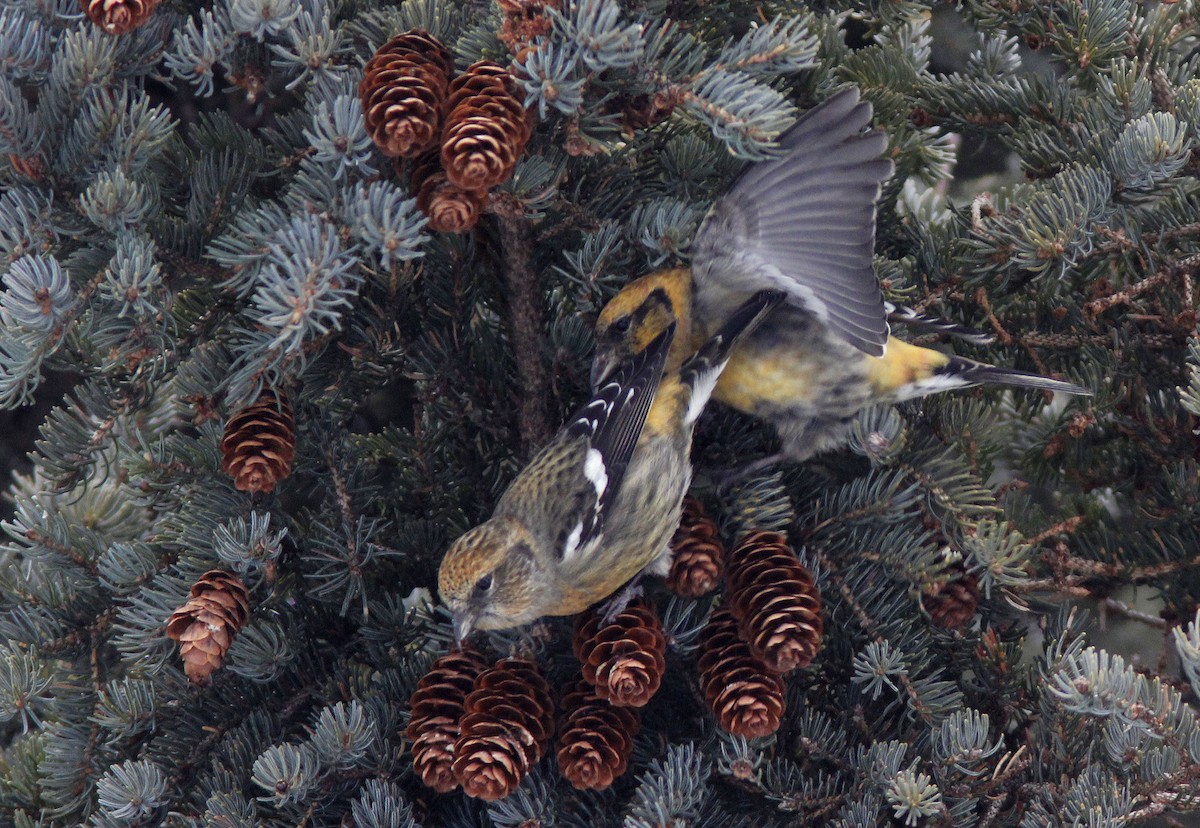 Тольт солбин хошуут - ML628925751