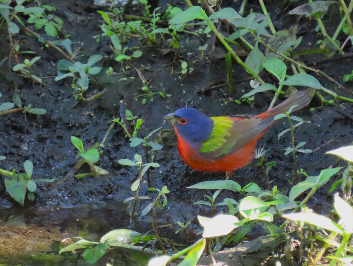 Painted Bunting - ML628925765