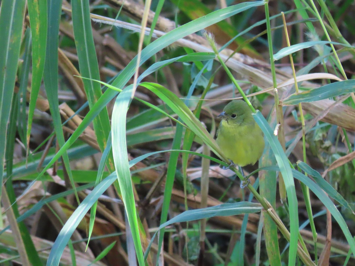 Painted Bunting - ML628925766