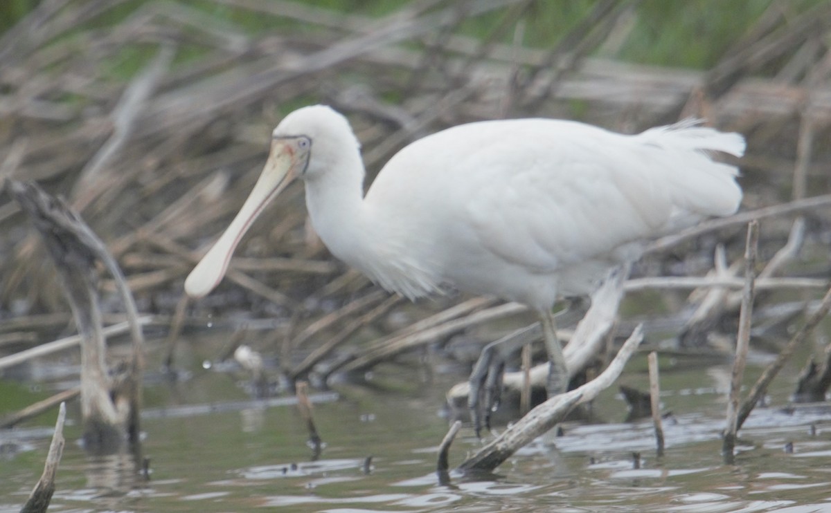 Yellow-billed Spoonbill - ML628926022
