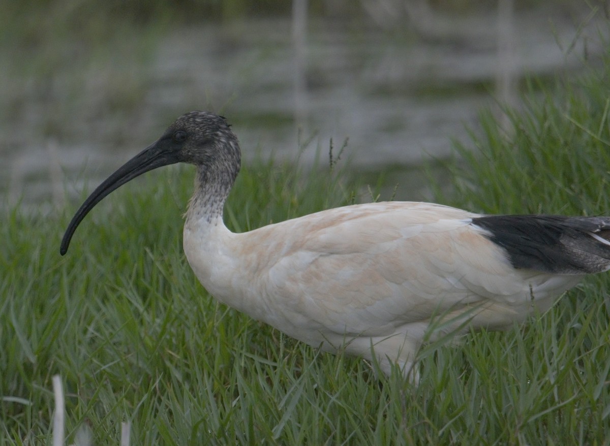 Australian Ibis - ML628926053