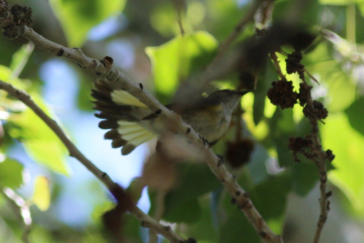 American Redstart - ML628926220