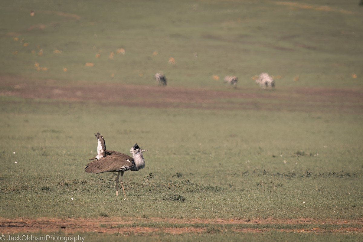 Kori Bustard - ML628926473