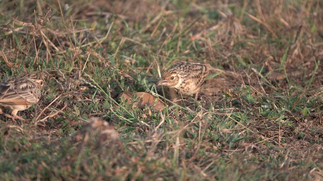 Jerdon's Bushlark - ML628926611