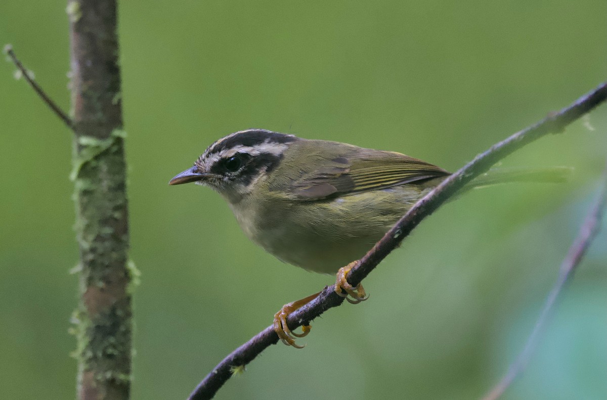 Dreistreifen-Waldsänger - ML628926756