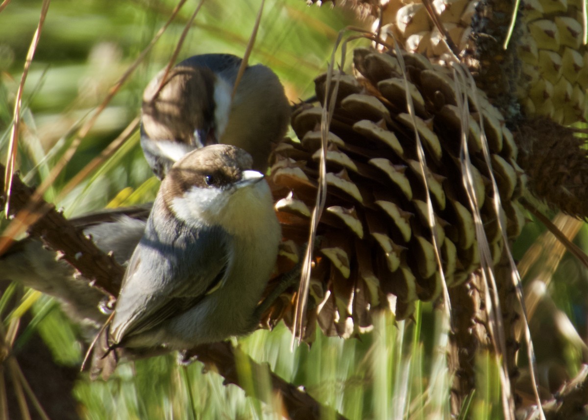 Brown-headed Nuthatch - ML628926782