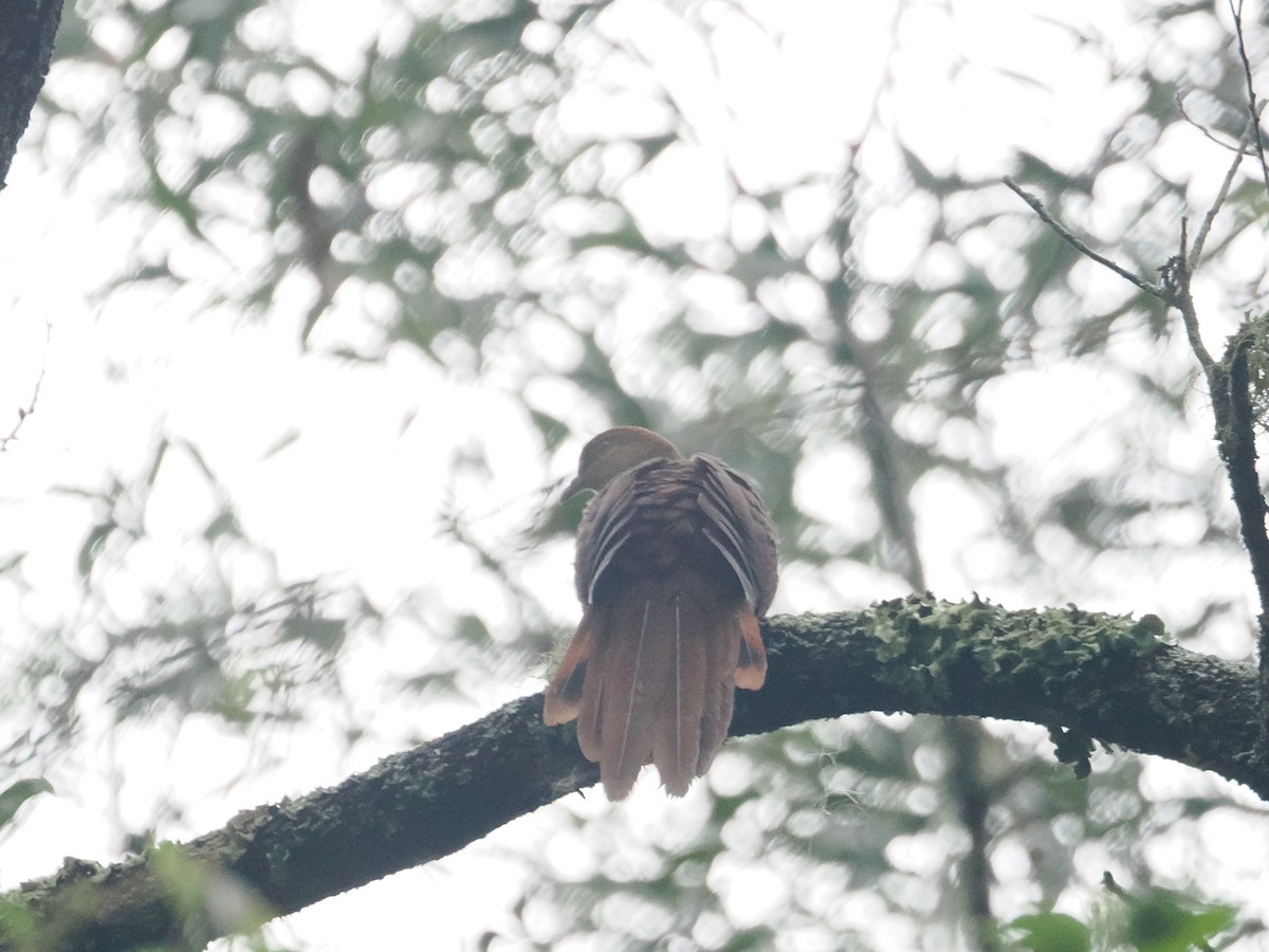 Brown Cuckoo-Dove - ML628926836