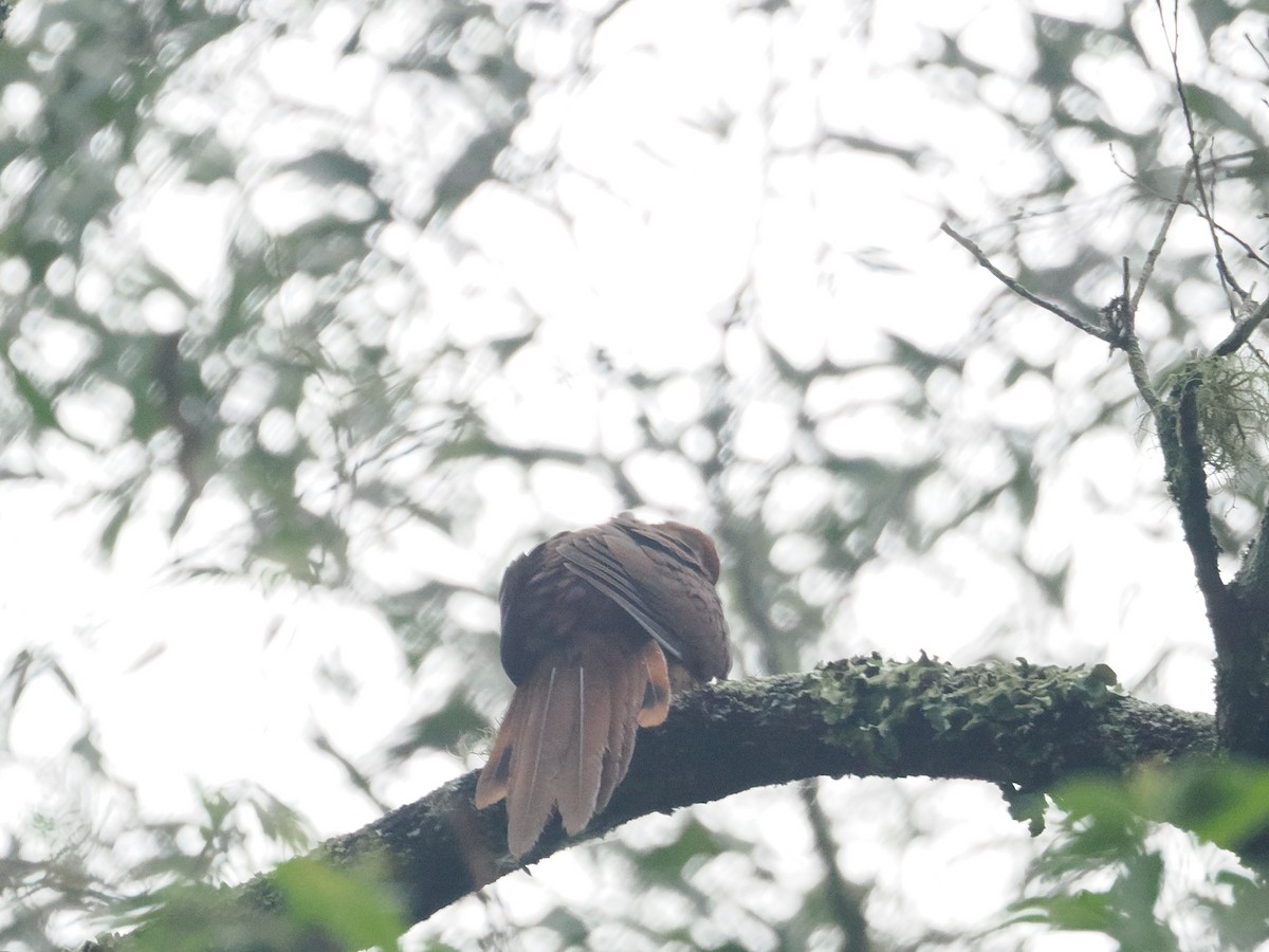 Brown Cuckoo-Dove - ML628926837