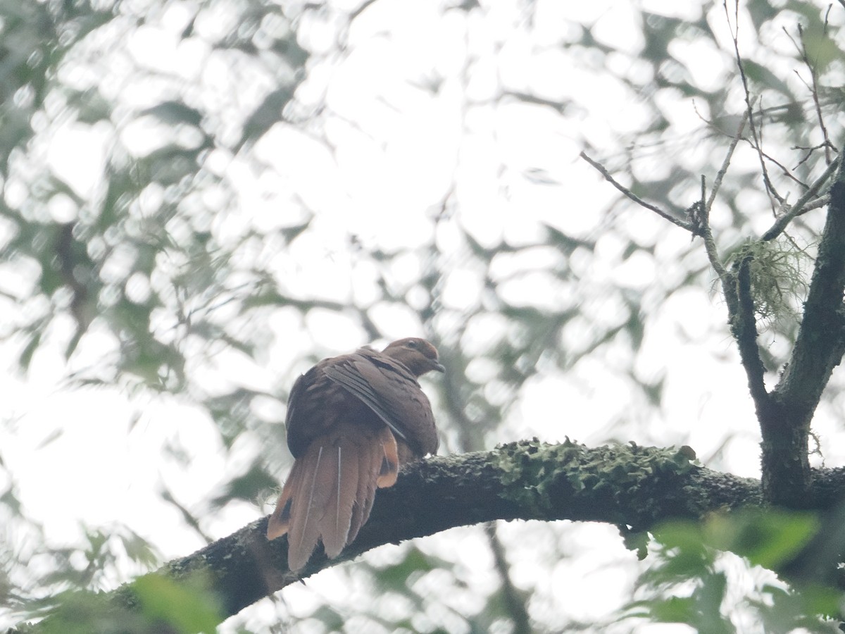 Brown Cuckoo-Dove - ML628926838