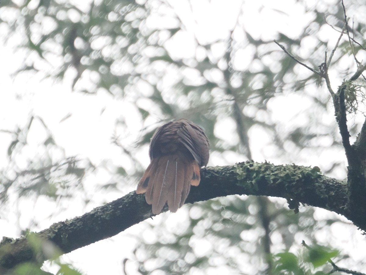 Brown Cuckoo-Dove - ML628926839