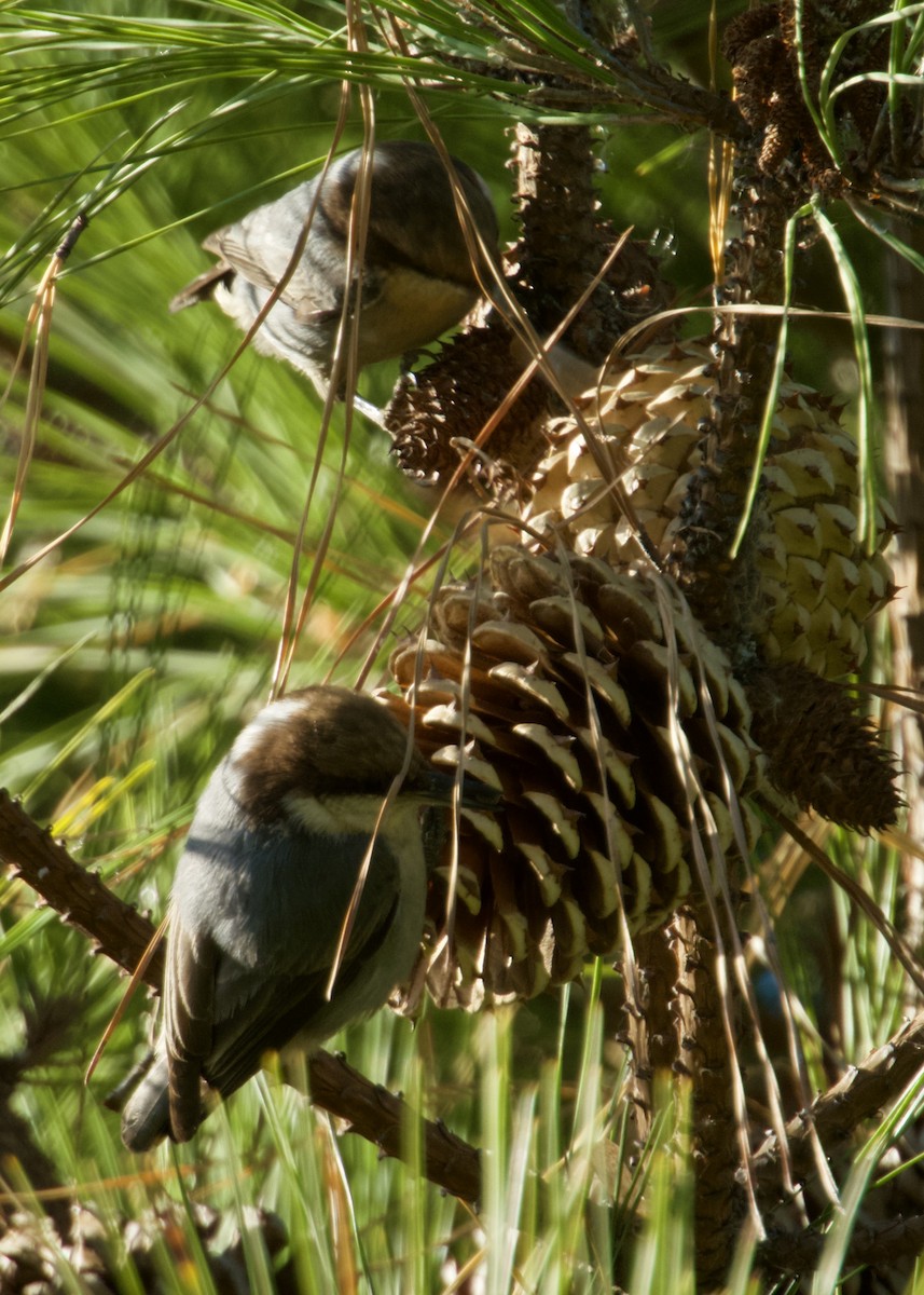 Brown-headed Nuthatch - ML628927001