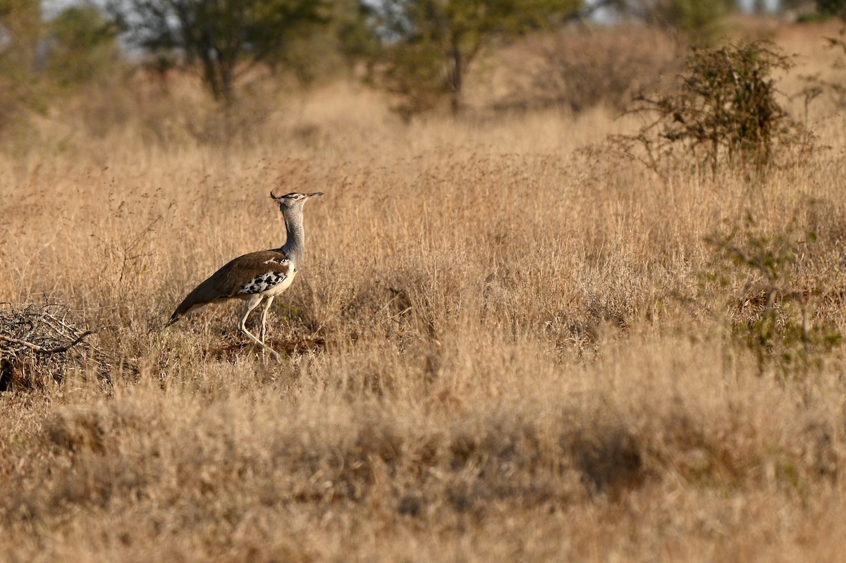 Kori Bustard - ML628927085