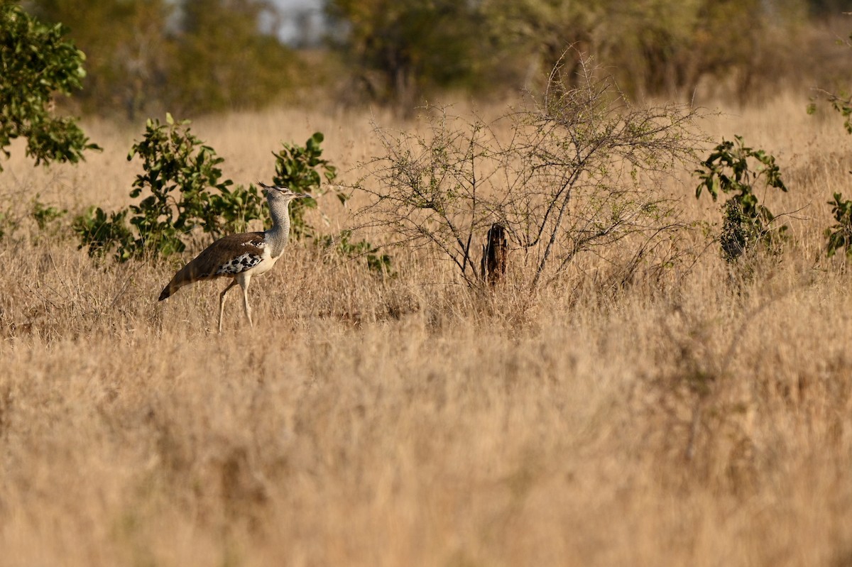 Kori Bustard - ML628927095