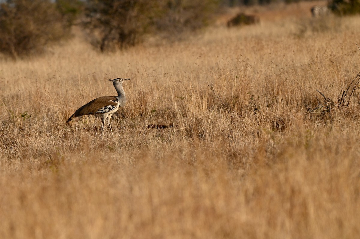 Kori Bustard - ML628927106