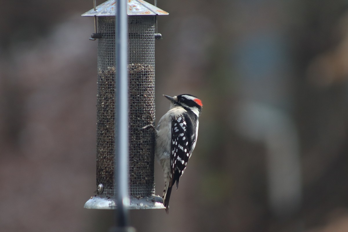 Downy Woodpecker - ML628927110
