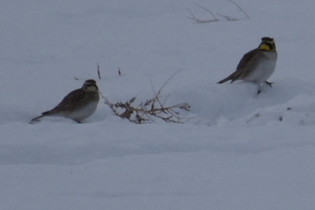 Horned Lark - ML628927172