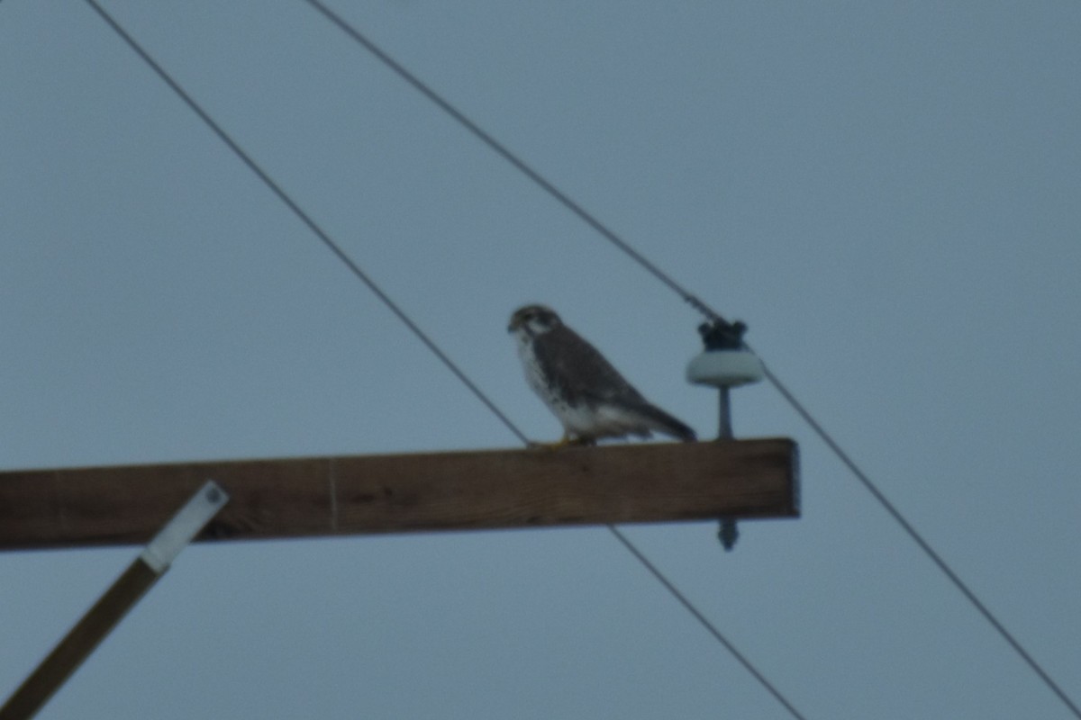 American Kestrel - ML628927200