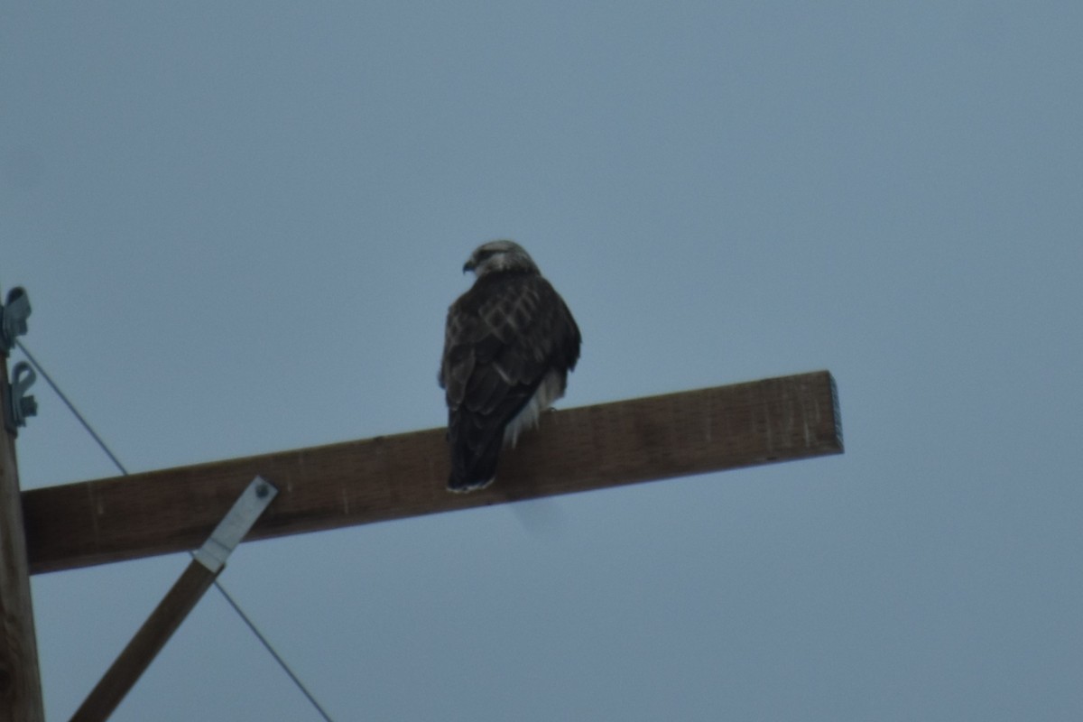Rough-legged Hawk - ML628927205