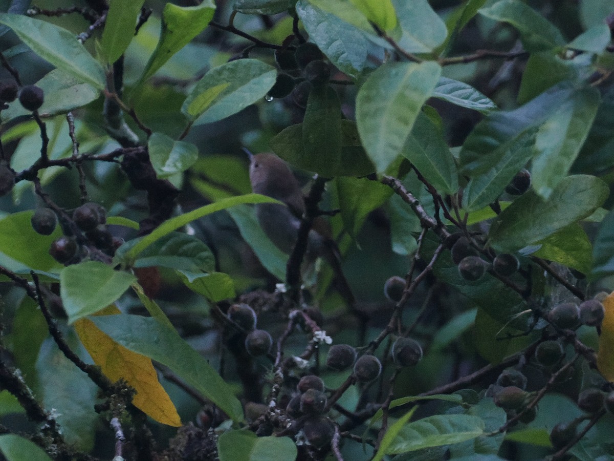 Large-billed Scrubwren - ML628927285