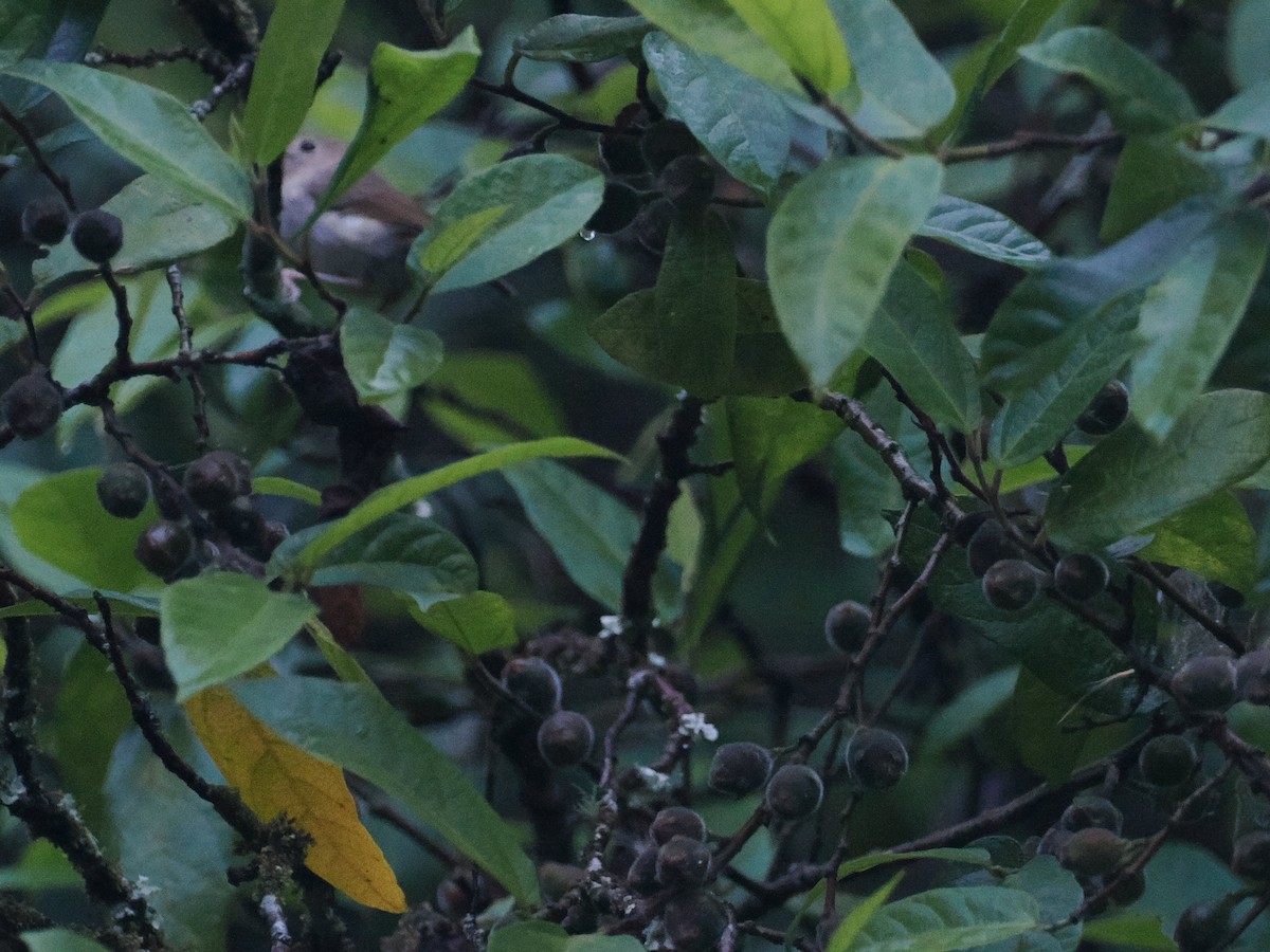 Large-billed Scrubwren - ML628927287