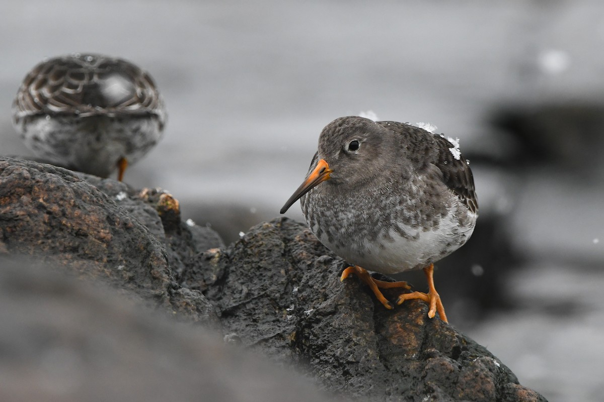 Purple Sandpiper - ML628927563