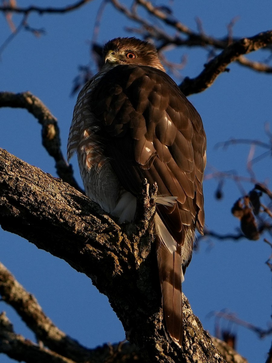Cooper's Hawk - ML628927782