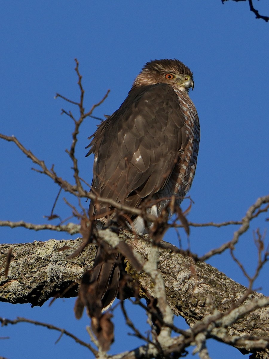 Cooper's Hawk - ML628928067