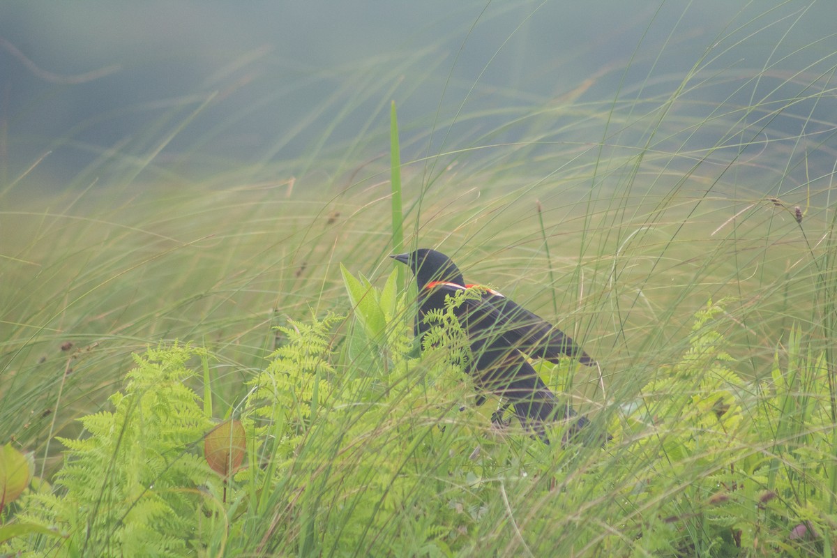 Red-winged Blackbird - ML628928189