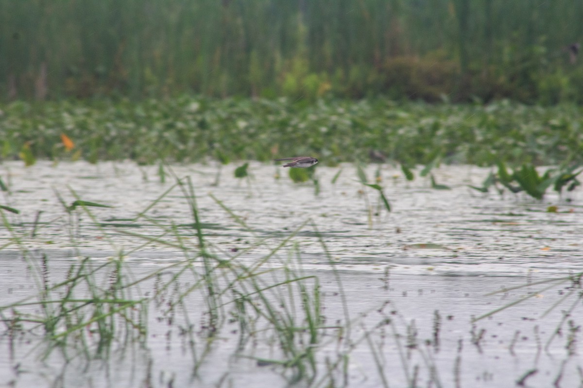 Bank Swallow - ML628928197