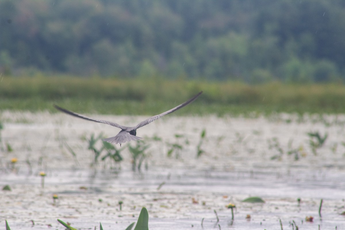 Black Tern - ML628928205