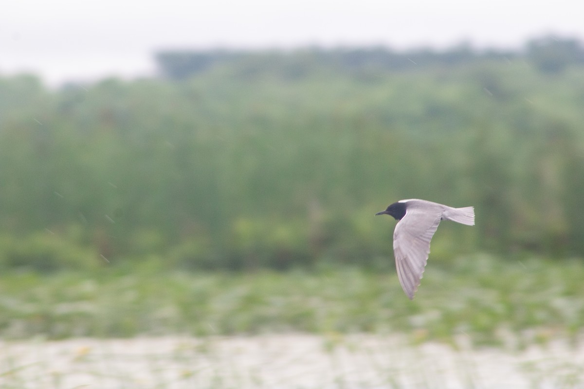 Black Tern - ML628928208