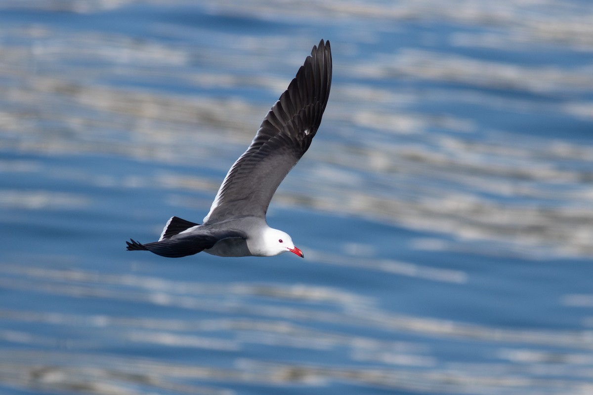 Heermann's Gull - ML628928292