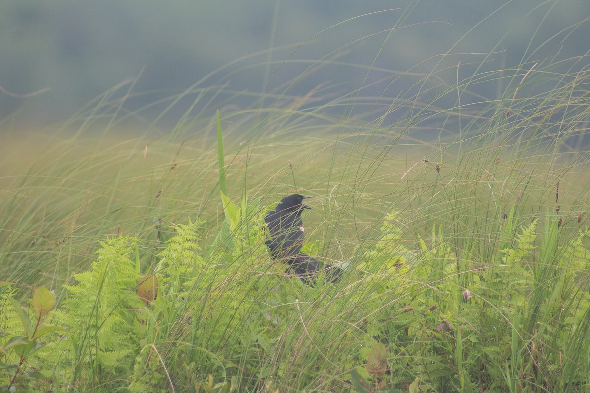 Red-winged Blackbird - ML628928320