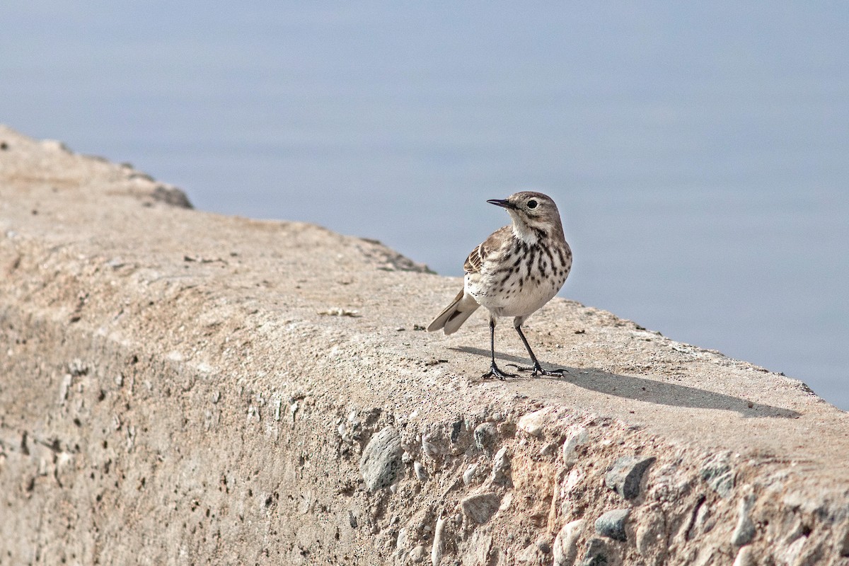 American Pipit - ML628928363