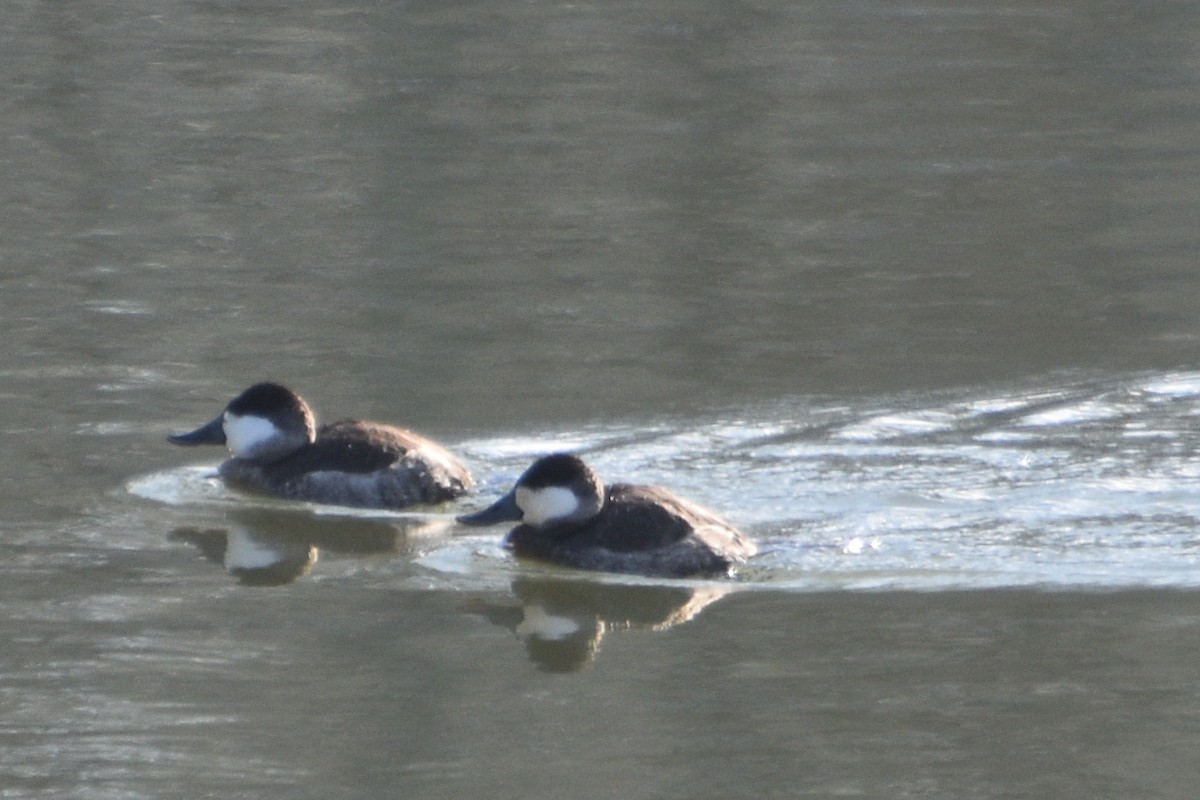 Ruddy Duck - ML628928795