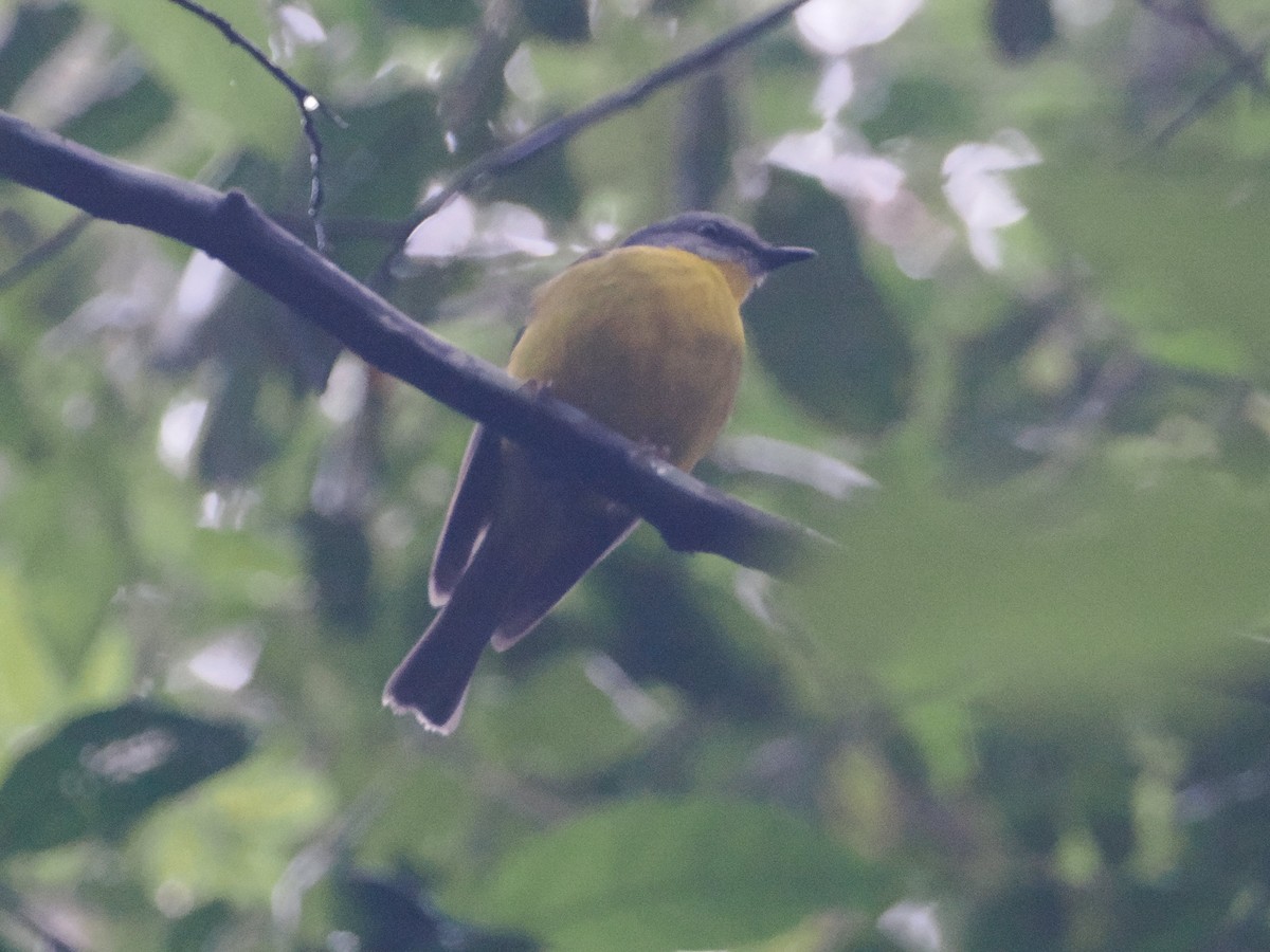 Eastern Yellow Robin - ML628928855
