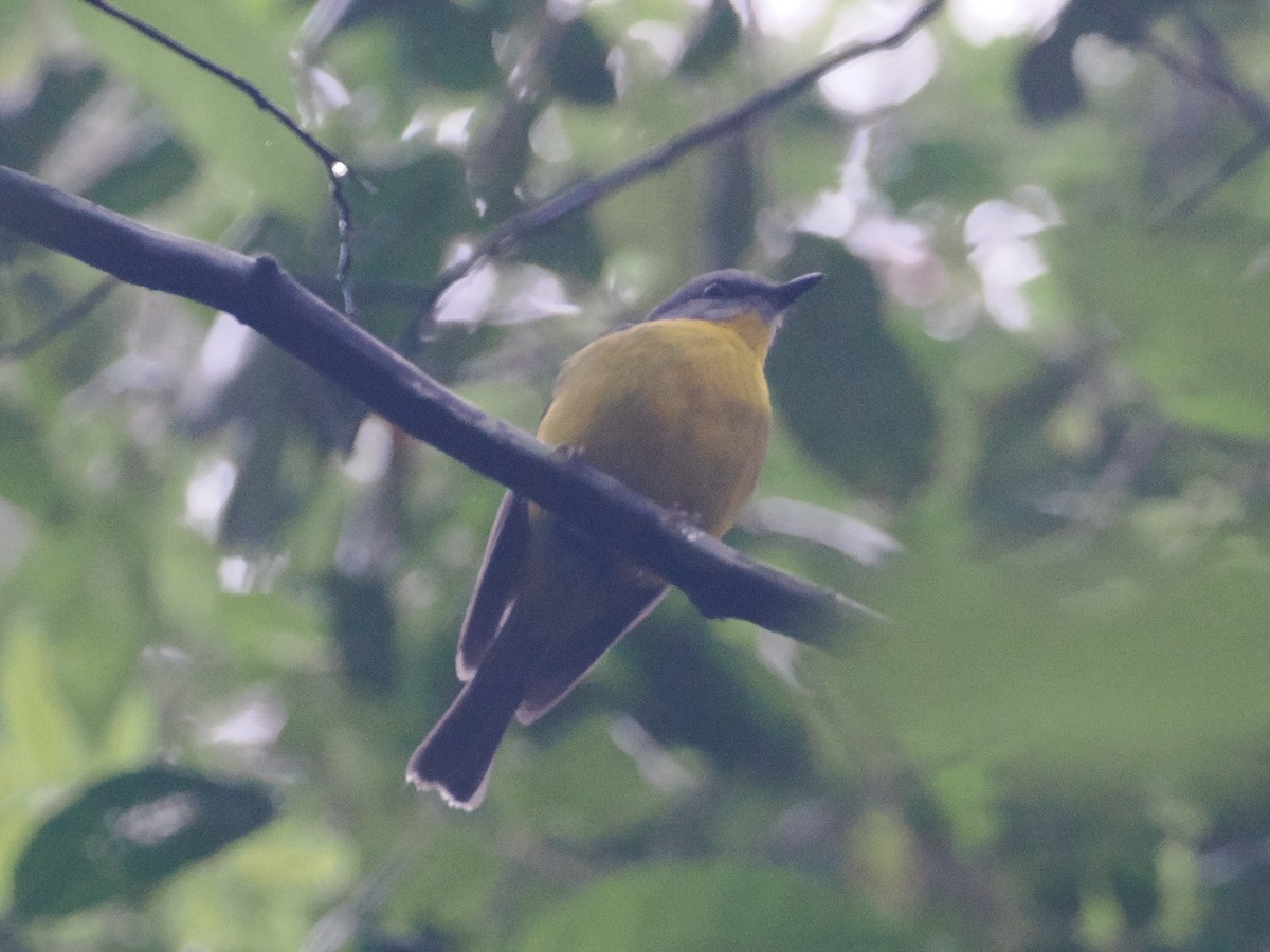 Eastern Yellow Robin - ML628928856