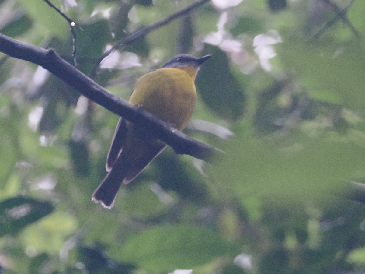 Eastern Yellow Robin - ML628928857