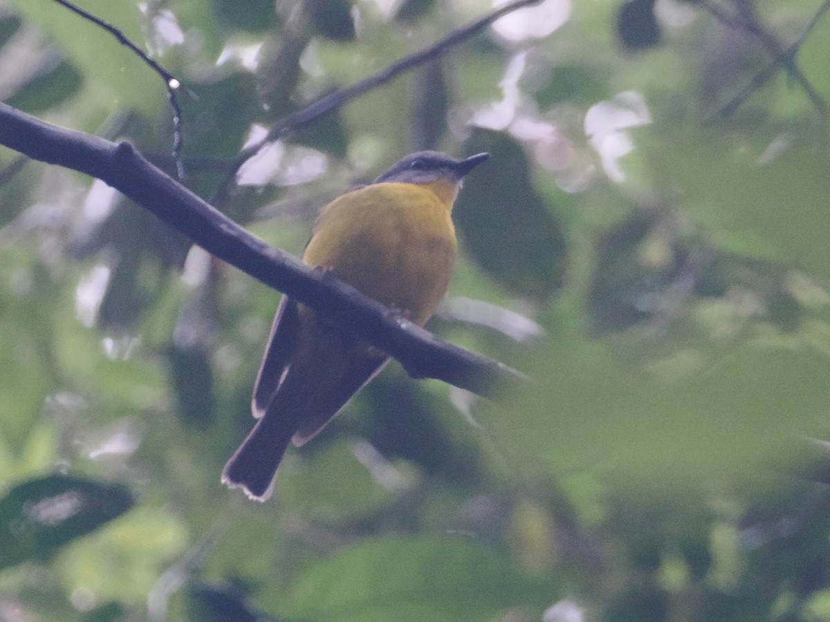 Eastern Yellow Robin - ML628928858