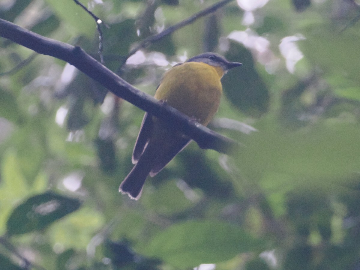 Eastern Yellow Robin - ML628928859