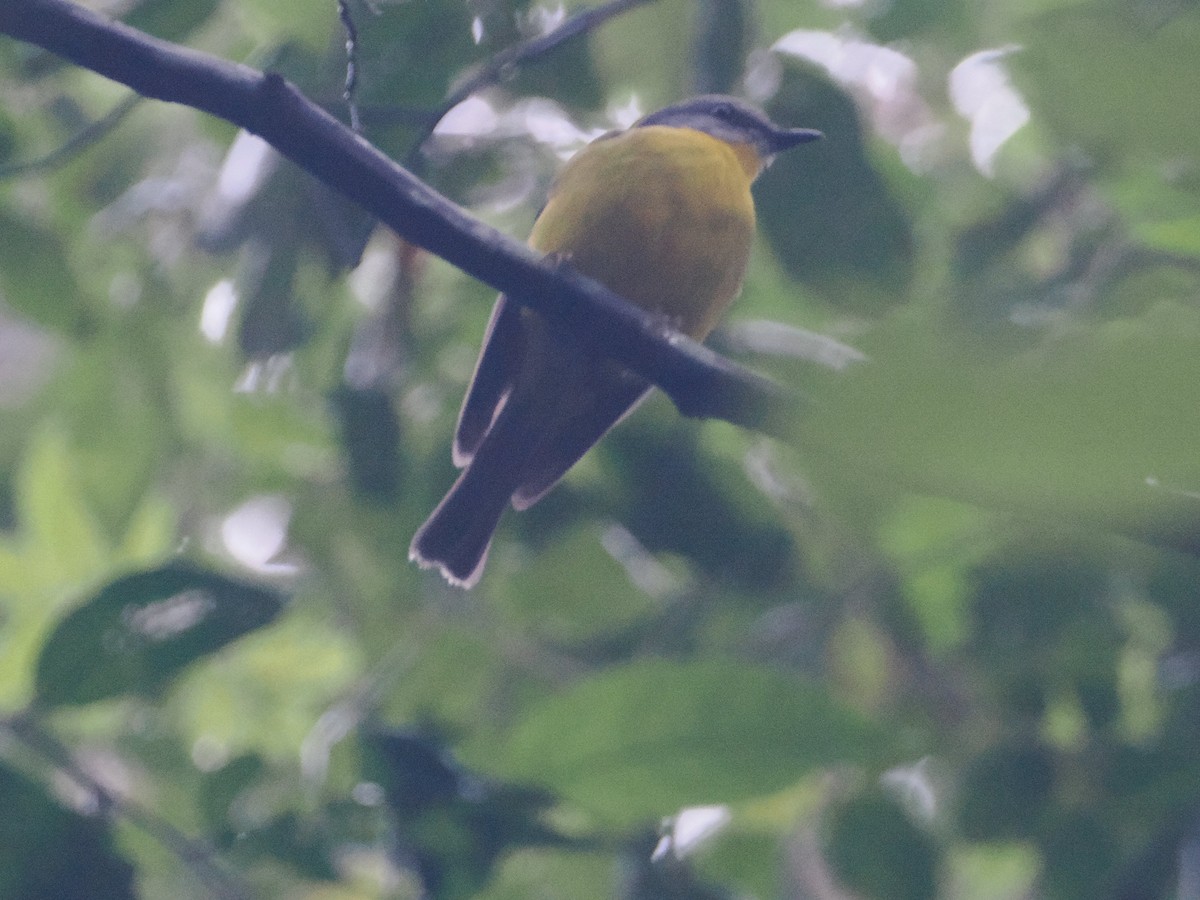 Eastern Yellow Robin - ML628928860