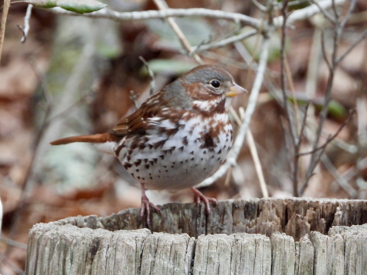 Fox Sparrow - ML628928866